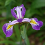 Iris virginica Mountain Brook